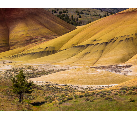 Keith Lazelle - Painted Hills with Juniper